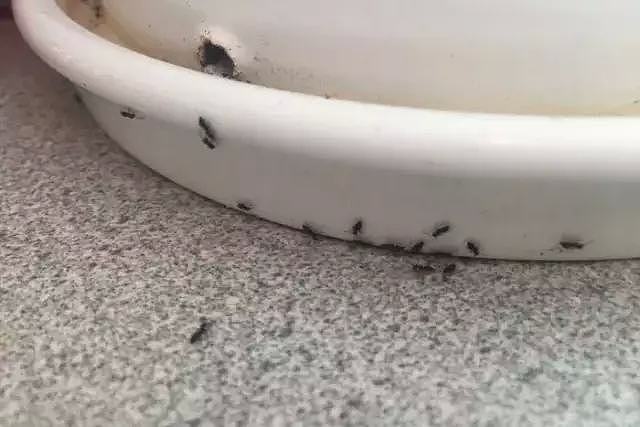 今年维州蟑螂泛滥，蚂蚁成灾！你搬家都没用，除虫专家教你几招 - 16