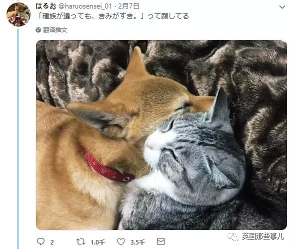 他们把猫和狗狗养在一起，不仅不打架，还每天甜到撒狗粮啊！（组图） - 13