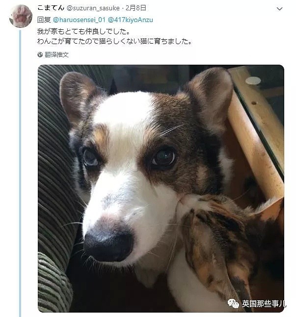 他们把猫和狗狗养在一起，不仅不打架，还每天甜到撒狗粮啊！（组图） - 34