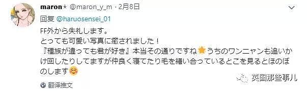 他们把猫和狗狗养在一起，不仅不打架，还每天甜到撒狗粮啊！（组图） - 35