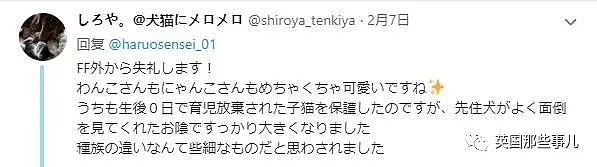 他们把猫和狗狗养在一起，不仅不打架，还每天甜到撒狗粮啊！（组图） - 42