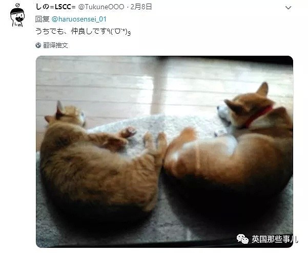 他们把猫和狗狗养在一起，不仅不打架，还每天甜到撒狗粮啊！（组图） - 52