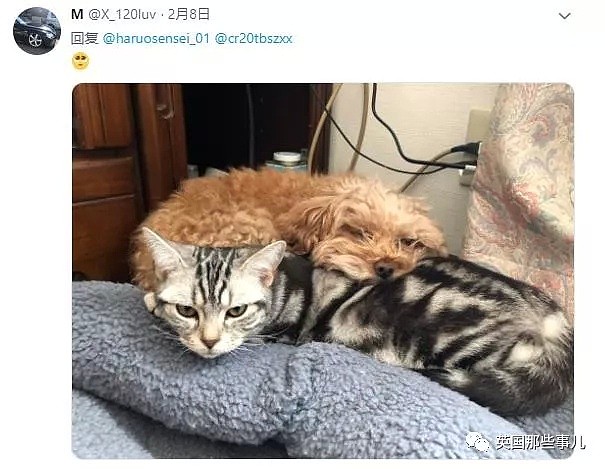 他们把猫和狗狗养在一起，不仅不打架，还每天甜到撒狗粮啊！（组图） - 53