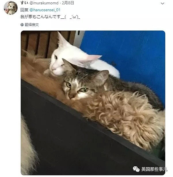 他们把猫和狗狗养在一起，不仅不打架，还每天甜到撒狗粮啊！（组图） - 54