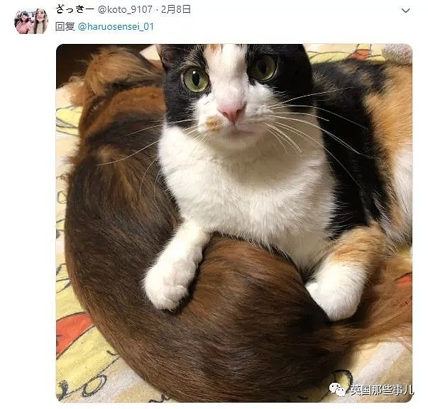 他们把猫和狗狗养在一起，不仅不打架，还每天甜到撒狗粮啊！（组图） - 55