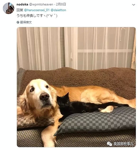 他们把猫和狗狗养在一起，不仅不打架，还每天甜到撒狗粮啊！（组图） - 56