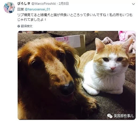 他们把猫和狗狗养在一起，不仅不打架，还每天甜到撒狗粮啊！（组图） - 57