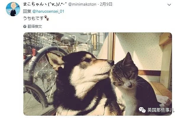 他们把猫和狗狗养在一起，不仅不打架，还每天甜到撒狗粮啊！（组图） - 58