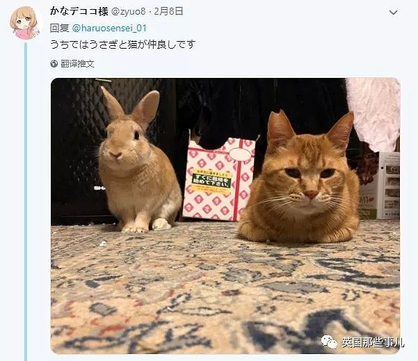 他们把猫和狗狗养在一起，不仅不打架，还每天甜到撒狗粮啊！（组图） - 60