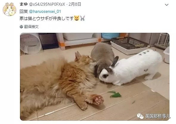 他们把猫和狗狗养在一起，不仅不打架，还每天甜到撒狗粮啊！（组图） - 61