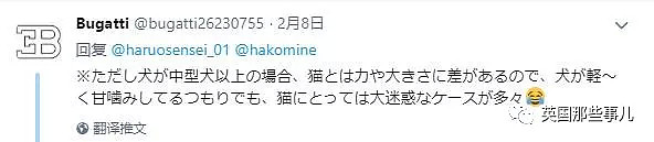 他们把猫和狗狗养在一起，不仅不打架，还每天甜到撒狗粮啊！（组图） - 62