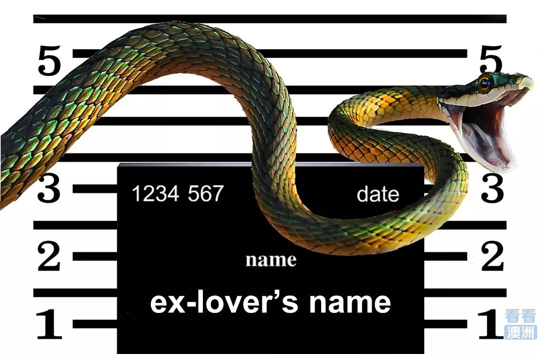 $1领养毒蛇用前任名字命名，还发证书！澳洲人，它们招你惹你了？（组图） - 9