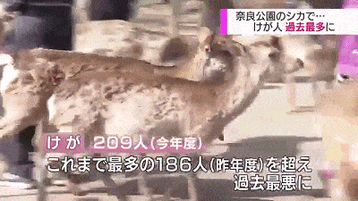 18年奈良小鹿伤了209人！8人骨折！原来它点头或是攻击的意思！（组图） - 12