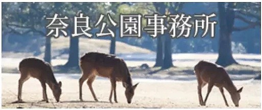18年奈良小鹿伤了209人！8人骨折！原来它点头或是攻击的意思！（组图） - 15