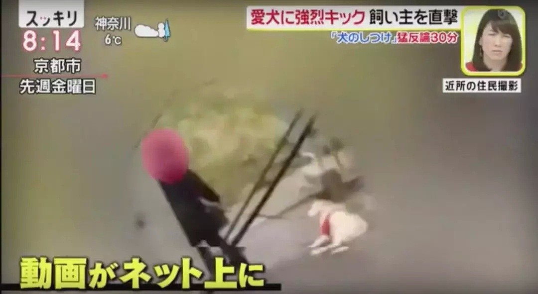 日本大妈狂踢狗狗肚子视频流出！还称不是虐待是教育！（组图） - 4