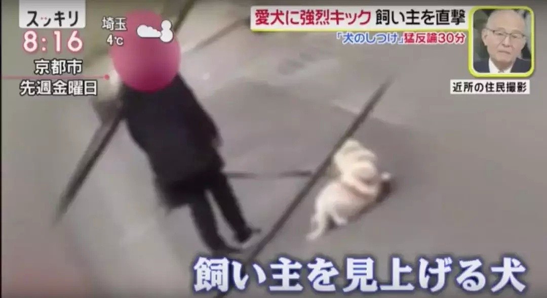 日本大妈狂踢狗狗肚子视频流出！还称不是虐待是教育！（组图） - 5