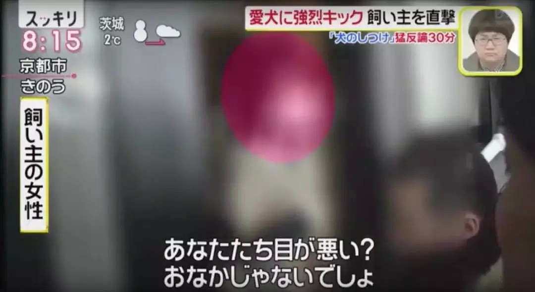 日本大妈狂踢狗狗肚子视频流出！还称不是虐待是教育！（组图） - 7