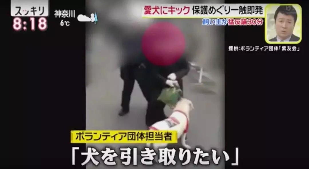 日本大妈狂踢狗狗肚子视频流出！还称不是虐待是教育！（组图） - 10