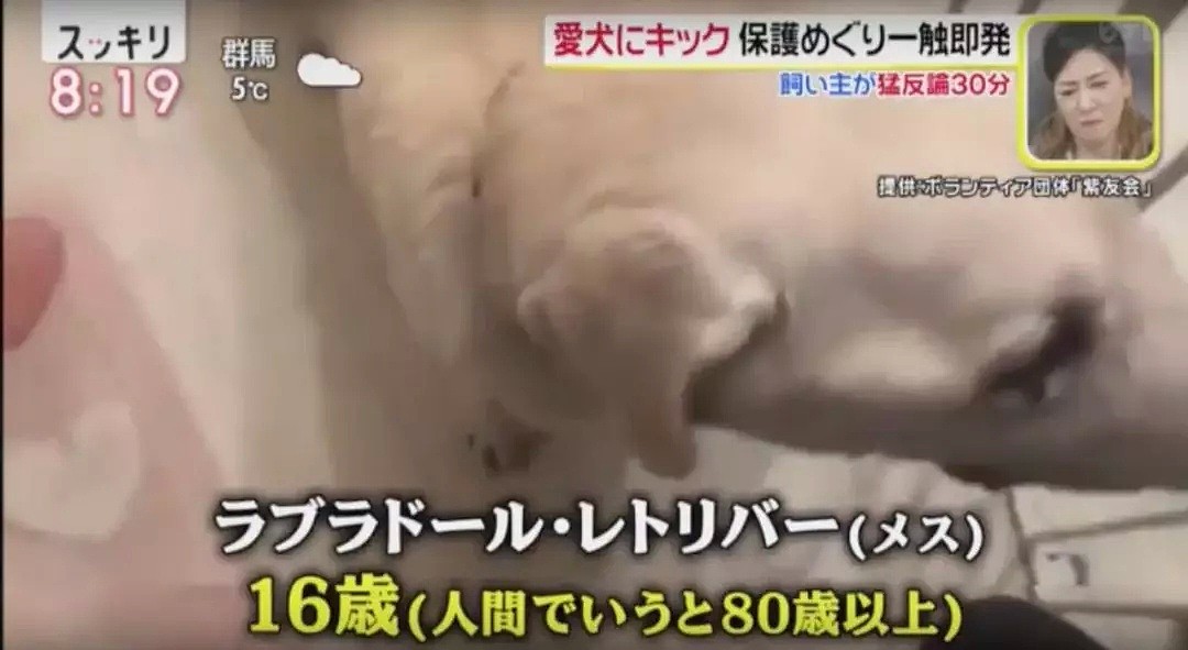 日本大妈狂踢狗狗肚子视频流出！还称不是虐待是教育！（组图） - 12