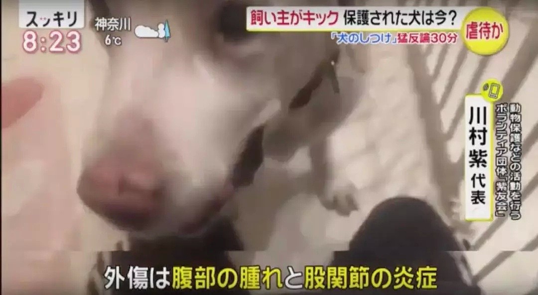 日本大妈狂踢狗狗肚子视频流出！还称不是虐待是教育！（组图） - 13