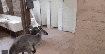 这很澳洲！袋鼠闯进公厕偷吃厕纸！登上微博热搜，网友直呼蠢萌（视频/组图） - 3
