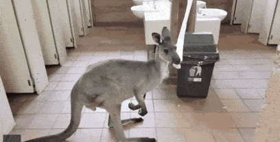 这很澳洲！袋鼠闯进公厕偷吃厕纸！登上微博热搜，网友直呼蠢萌（视频/组图） - 5