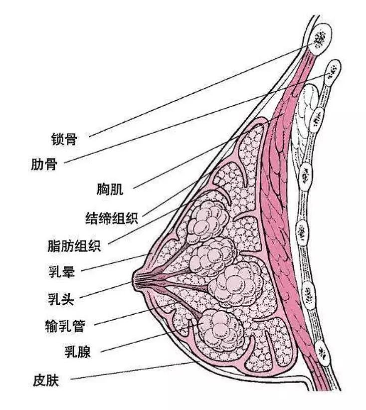 比起最美网红自爆隆胸痕迹，我更在意佟丽娅的胸是缩水了吗？（组图） - 9