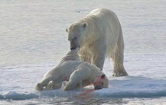 北极熊突然入侵居民社区！地球还未流浪，人类已在作死......（组图） - 1