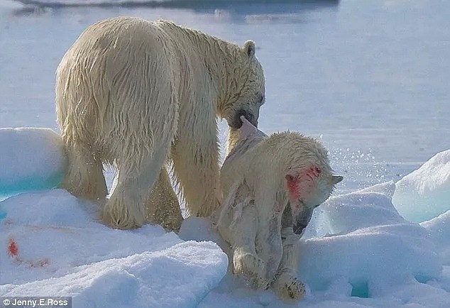 北极熊突然入侵居民社区！地球还未流浪，人类已在作死......（组图） - 2