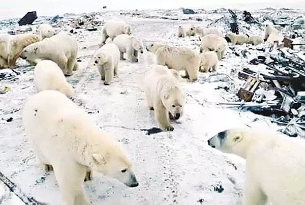 北极熊突然入侵居民社区！地球还未流浪，人类已在作死......（组图） - 4