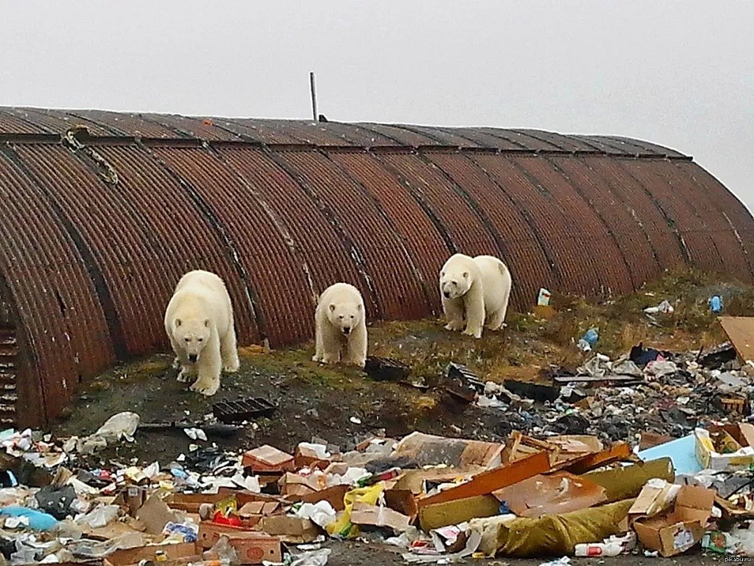北极熊突然入侵居民社区！地球还未流浪，人类已在作死......（组图） - 8