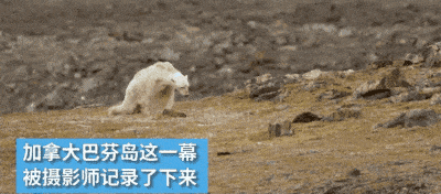 北极熊突然入侵居民社区！地球还未流浪，人类已在作死......（组图） - 17