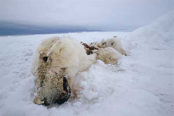 北极熊突然入侵居民社区！地球还未流浪，人类已在作死......（组图） - 19