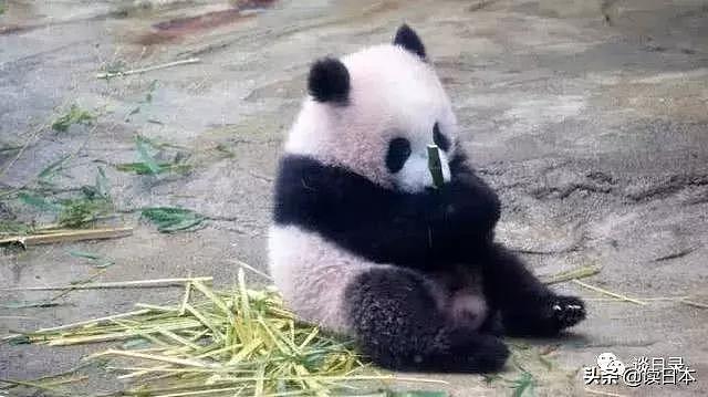 中国的国宝竟是日本人的最爱——论霓虹金对大熊猫的疯狂痴迷现象