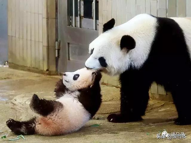 中国的国宝竟是日本人的最爱——论霓虹金对大熊猫的疯狂痴迷现象