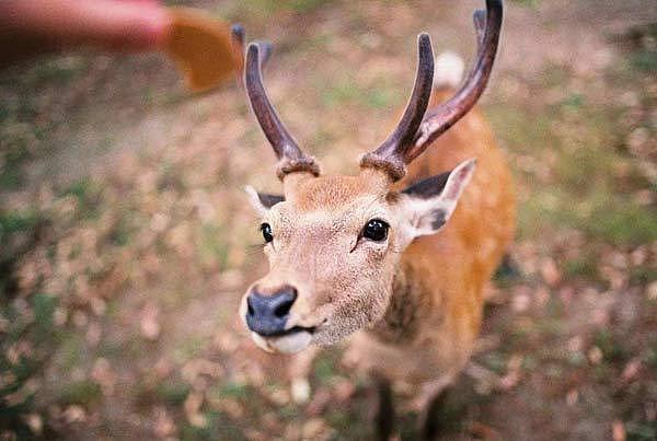 日本奈良鹿咬人事件创新高，超8成为外国人中国伤者最多
