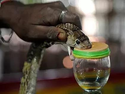 假酒喝死99人，印度酒鬼改喝蛇毒