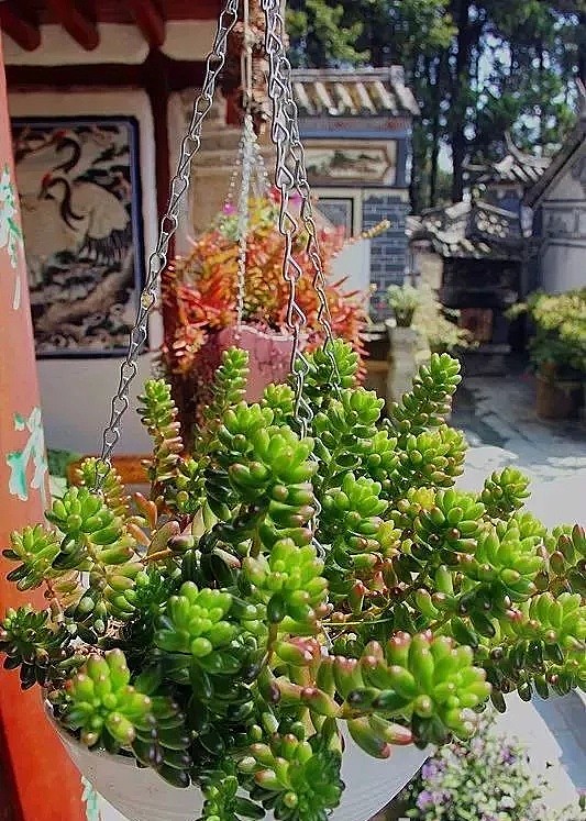 中国最美的尼姑庵，不烧香只种花，看一眼就想出家！韩红也慕名而来（组图） - 35
