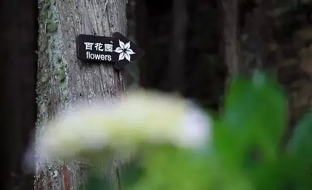 中国最美的尼姑庵，不烧香只种花，看一眼就想出家！韩红也慕名而来（组图） - 57