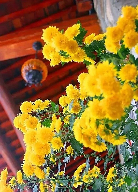 中国最美的尼姑庵，不烧香只种花，看一眼就想出家！韩红也慕名而来（组图） - 84