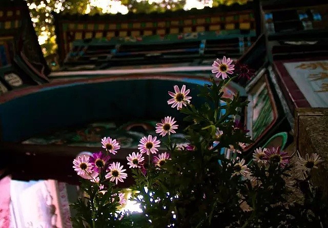 中国最美的尼姑庵，不烧香只种花，看一眼就想出家！韩红也慕名而来（组图） - 92