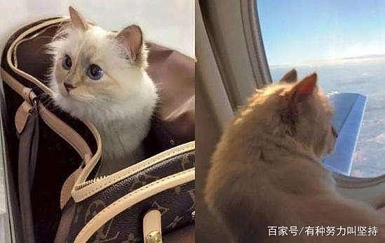 老佛爷希望猫继承遗产 骨灰与猫撒在一起（组图） - 4