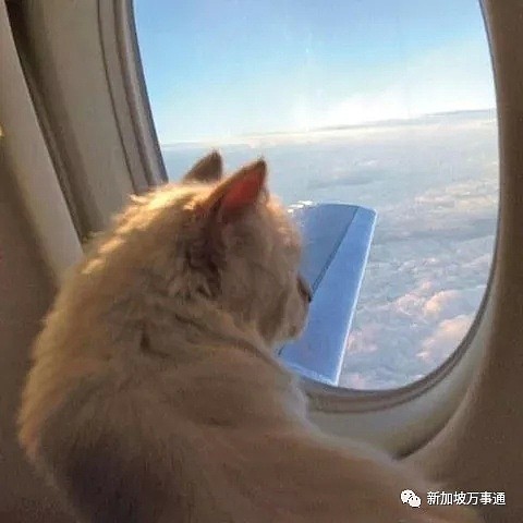 身价13亿、LV猫窝、乘私人飞机，“佛爷猫”的奢侈生活亮瞎眼～（组图） - 9