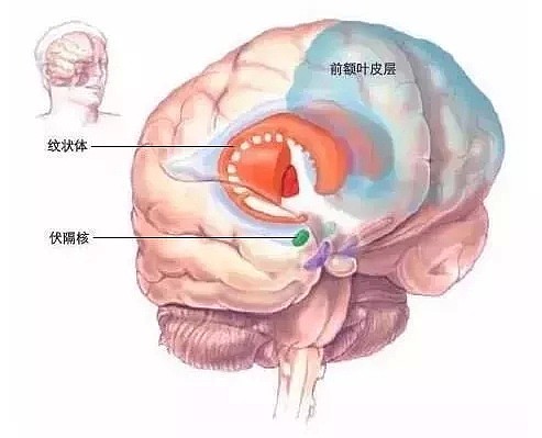 绝望！土澳最新发现：变胖很有可能和大脑的大小有关！所以你不仅胖，还傻？？ - 6