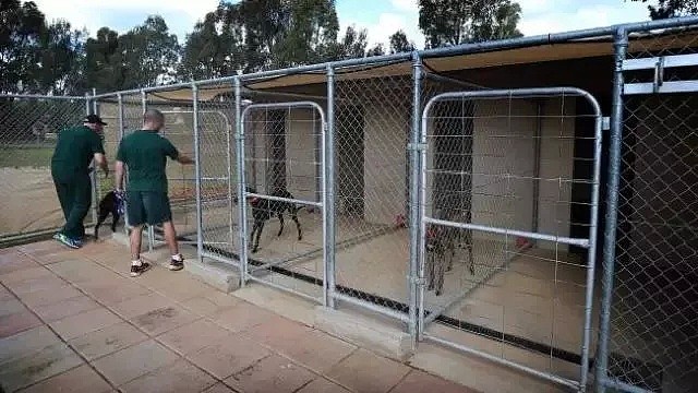 为让抢劫犯听话，澳洲监狱招来一群恶狗，让黑大佬分分钟变身暖男…（组图） - 11