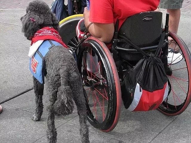 为让抢劫犯听话，澳洲监狱招来一群恶狗，让黑大佬分分钟变身暖男…（组图） - 29