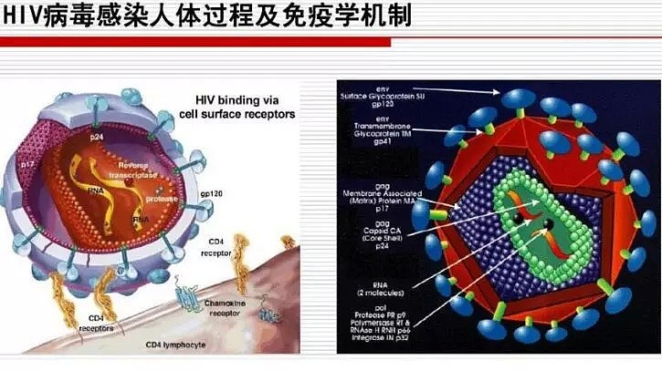 艾滋病有救了？世界上第二例治愈者或将出现！3700万人的曙光来了（组图） - 20