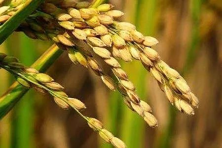 吃大米等于吃砒霜？加国检测出婴儿米粉制品砷含量超标，专家呼吁幼儿少吃大米制品！（组图） - 10