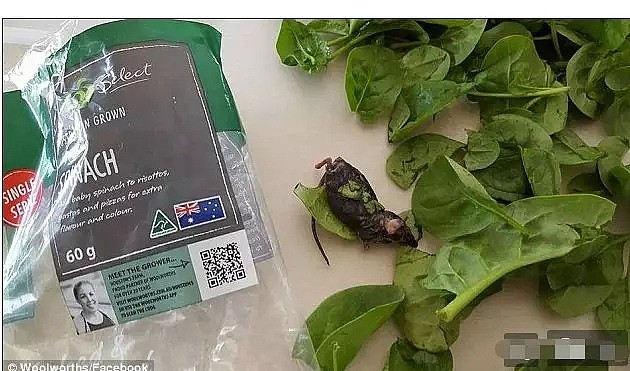 没想到...在澳洲买个菜都这么危险...有可能遇上剧毒“黑寡妇”！老鼠、蛆、蚱蜢层出不穷... - 19
