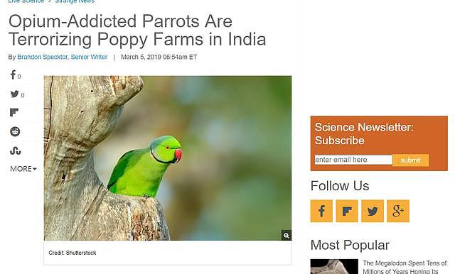 印度野生鹦鹉鸦片成瘾，偷吃导致罂粟种植业损失惨重